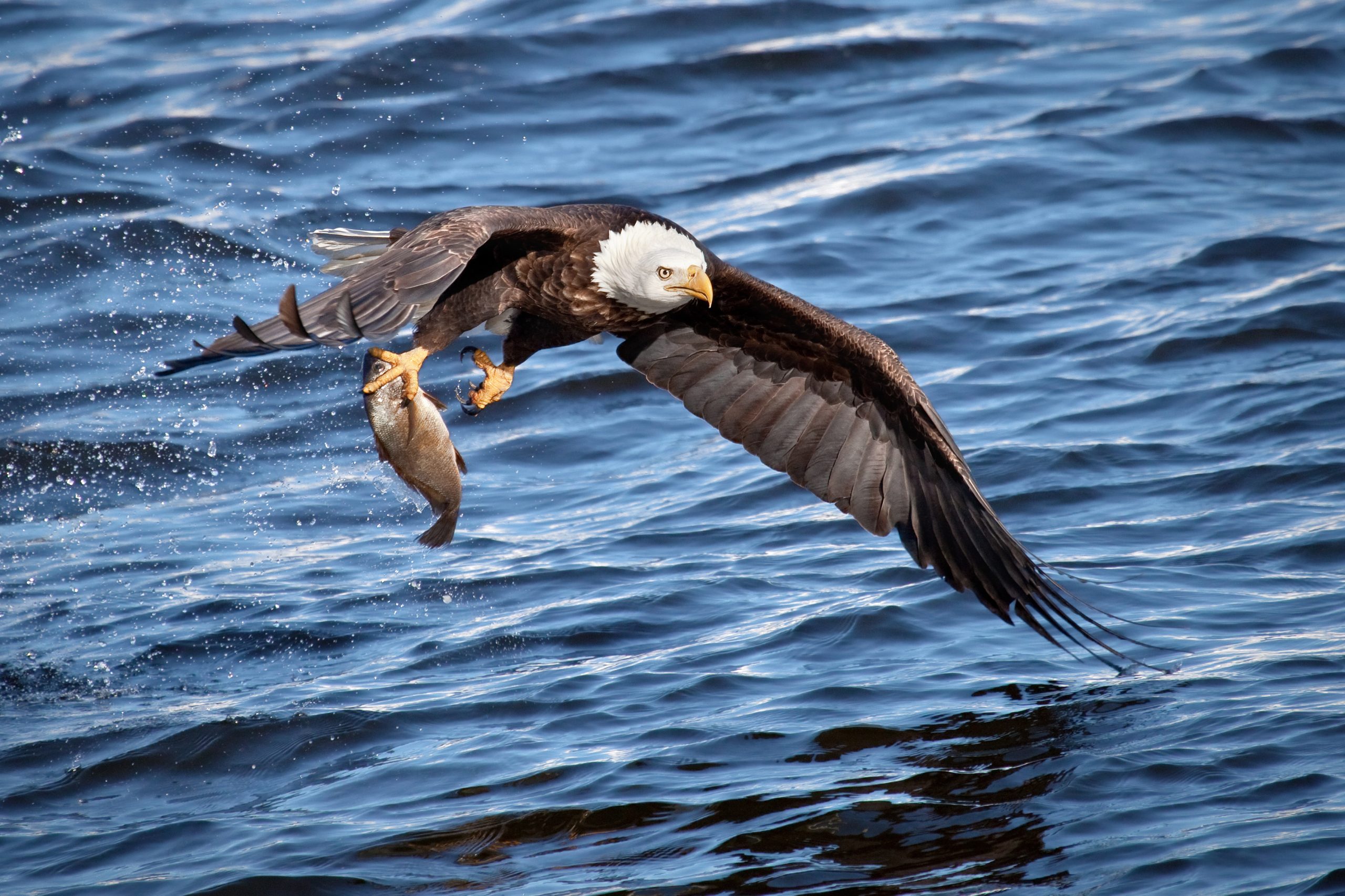 Harpswell Naturalist: The bald eagle - The Harpswell Anchor